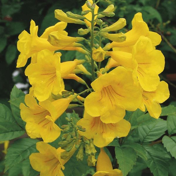 ARIZONA YELLOW BELLS hedge houston texas