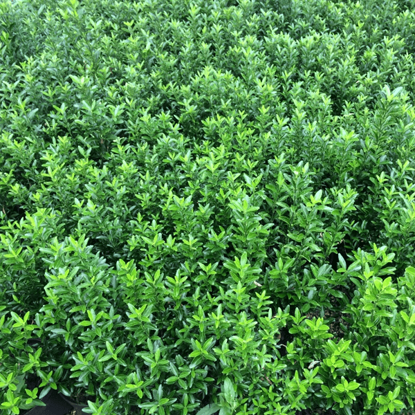 BOXLEAF EUONYMUS hedge houston texas