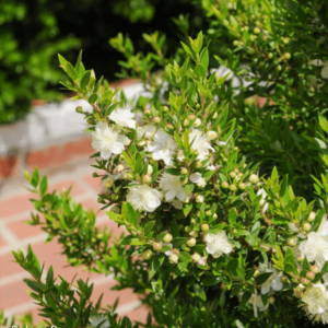 DWARF MYRTLE houston texas