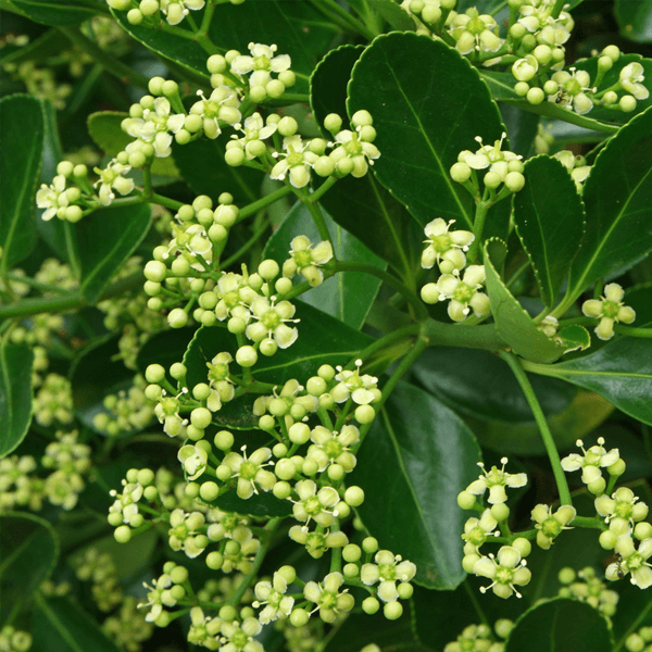 GREEN EUONYMUS hedge houston texas