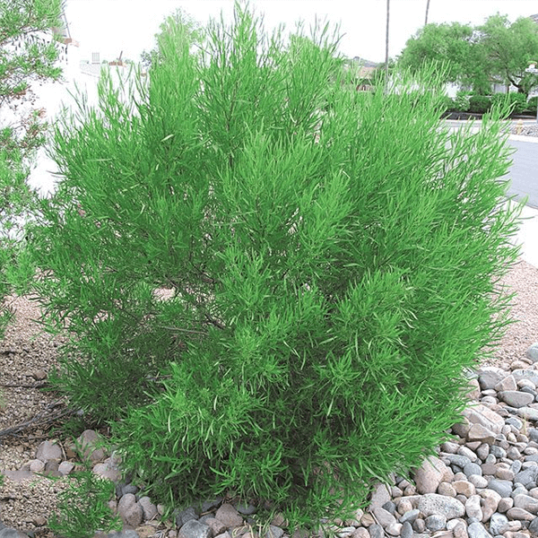 GREEN HOPSEED hedge houston texas