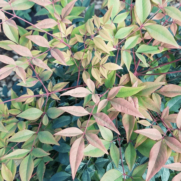 HEAVENLY BAMBOO hedge houston texas