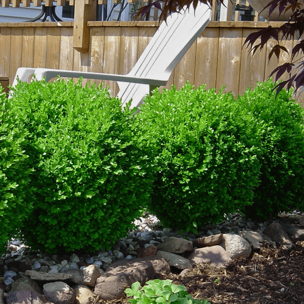 JAPANESE BOXWOOD houston texas