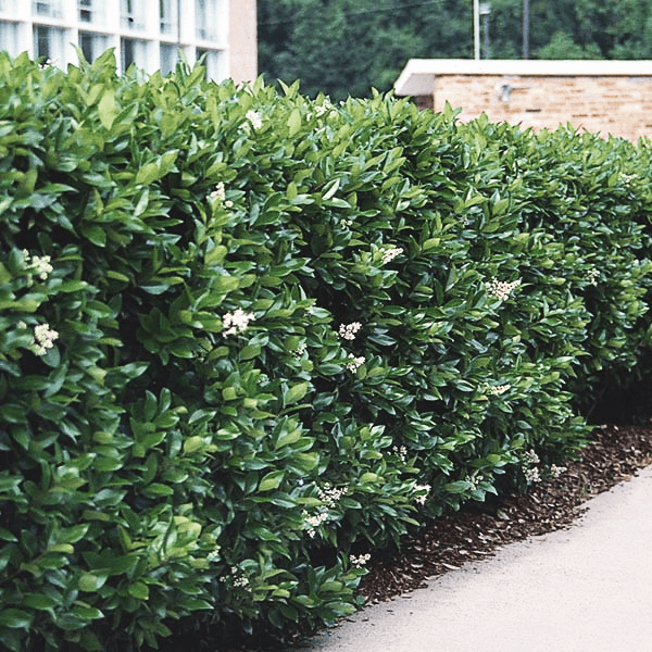 JAPANESE PRIVET hedge houston texas