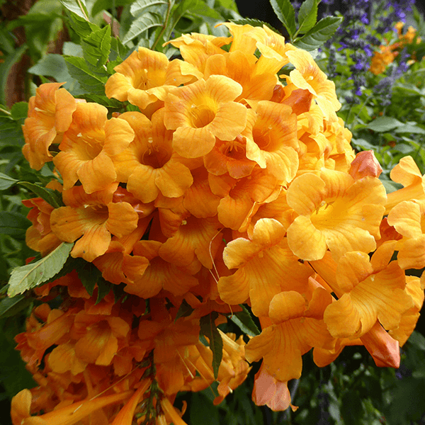 ORANGE JUBILEE hedge houston texas