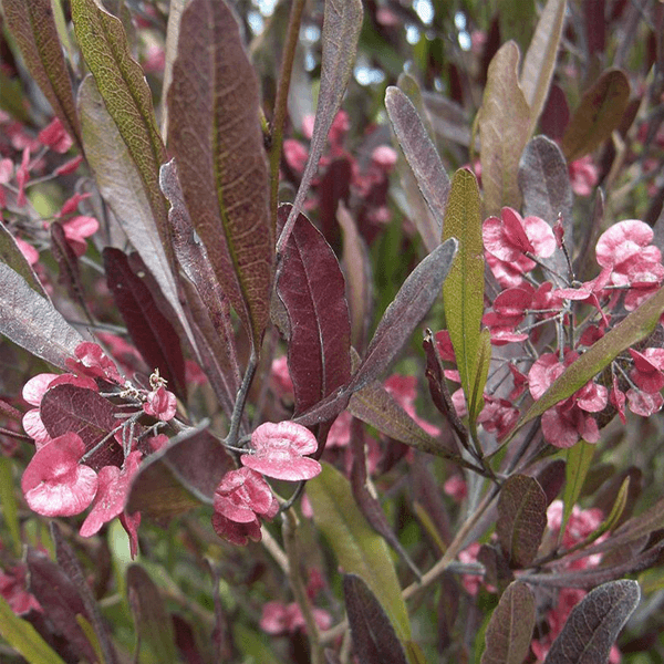 PURPLE HOPSEED hedge houston texas