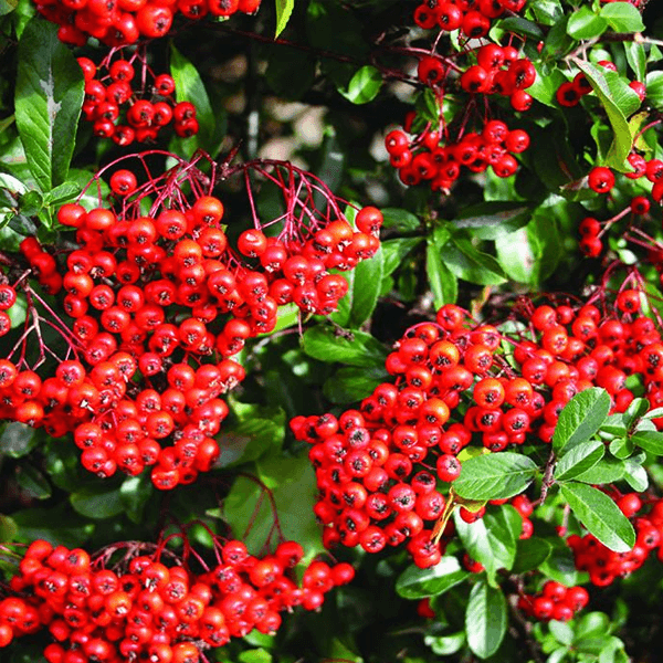 PYRACANTHA GRABER’S FIRETHORN hedge houston texas