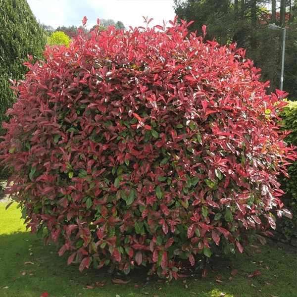 RED-TIP PHOTINIA hedge houston texas