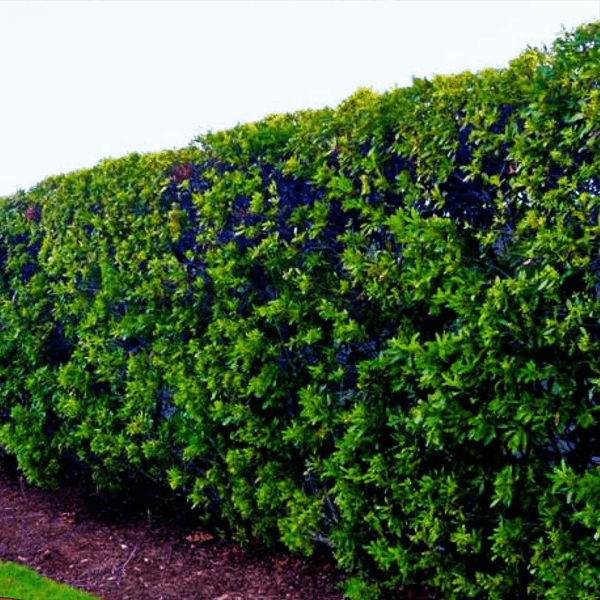 SOUTHERN WAX MYRTLE hedge houston texas