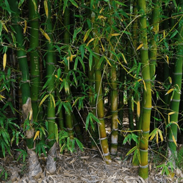 TIMBER BAMBOO hedge houston texas