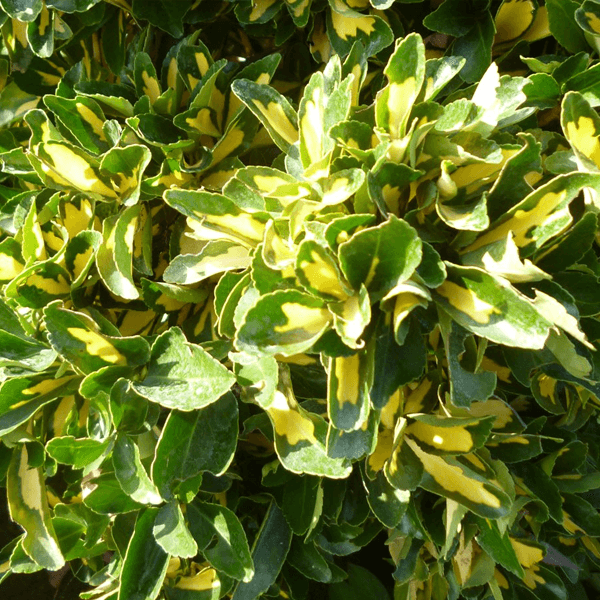 VARIEGATED EUONYMUS hedge houston texas