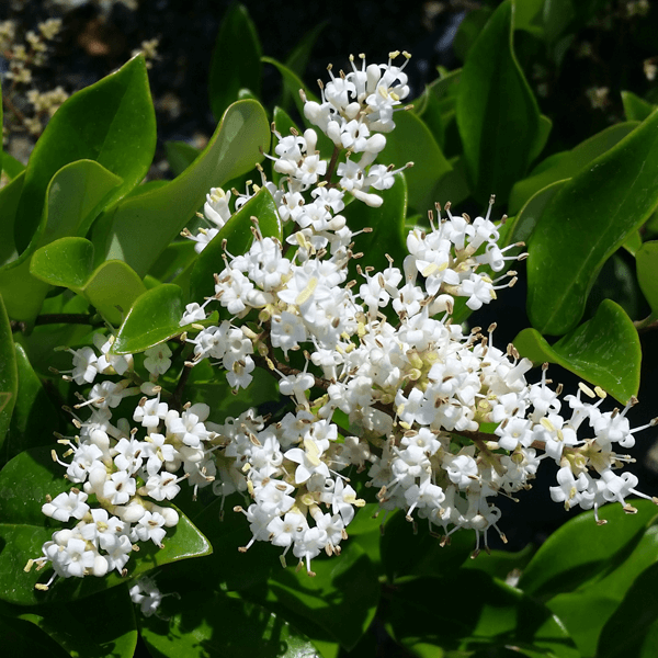 WAX LEAF PRIVET hedge houston texas