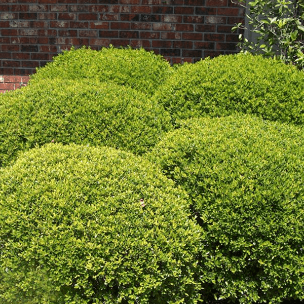 YAUPON HOLLY STOKES hedge houston texas