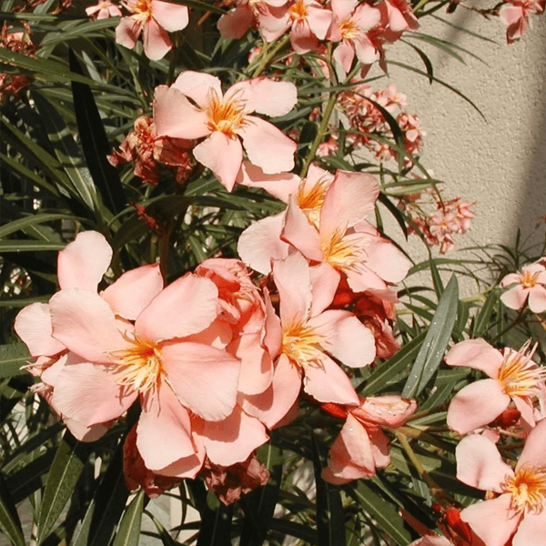 dwarf oleander salmon hedge houston texas