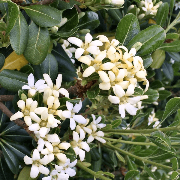 mock orange hedge houston texas