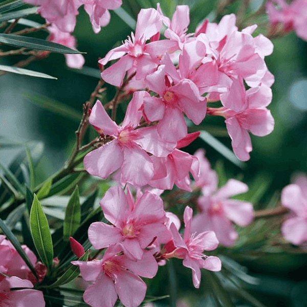 oleander hedge houston texas